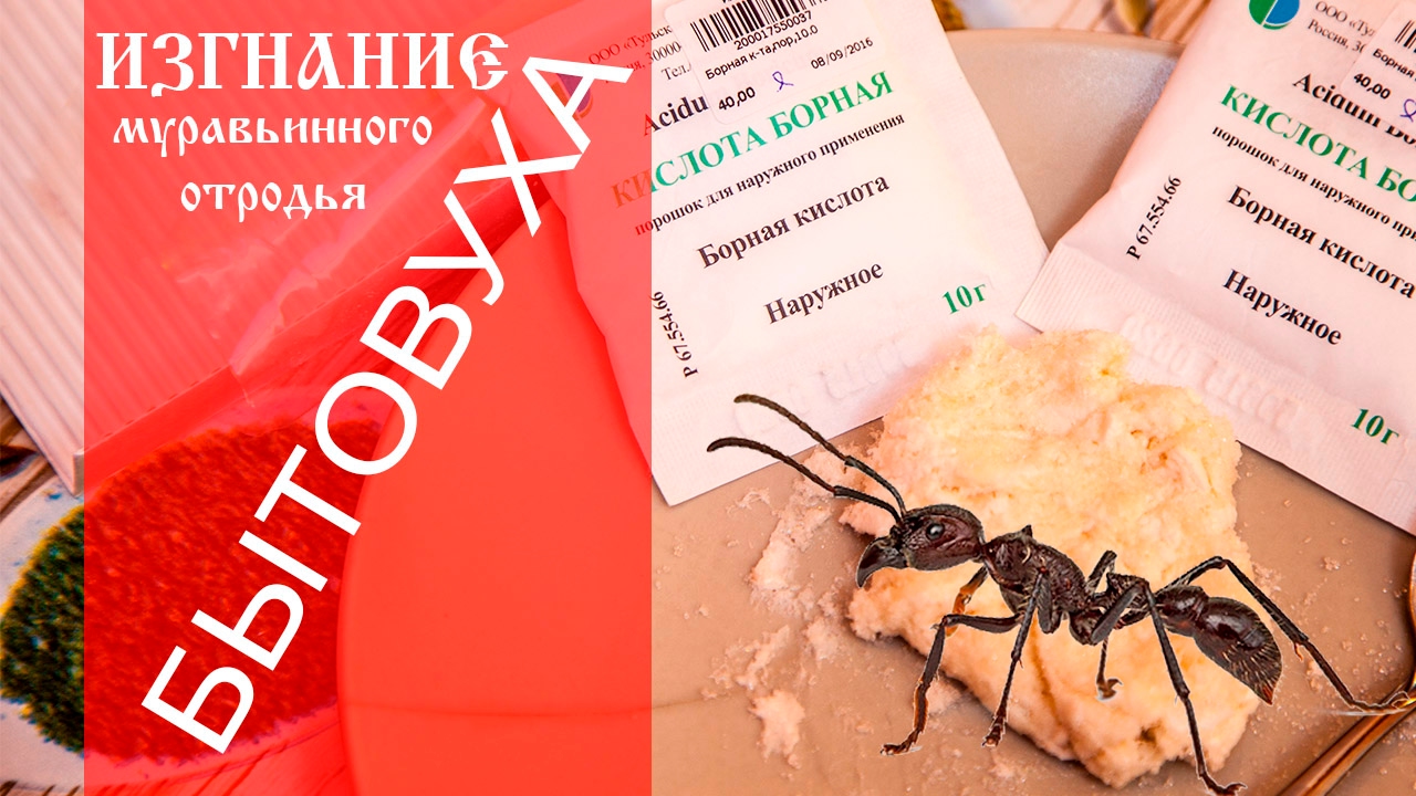 ОТРАВИТЬ муравьев и не отравить кошек КАК ЗАЧЕМ ПОЧЕМУ - YouTube