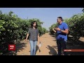 بتوقيت مصر : لقاء مع صاحب أحد مزارع البرتقال بعد تصدر للمركز الأول لتصدير البرتقال في العالم