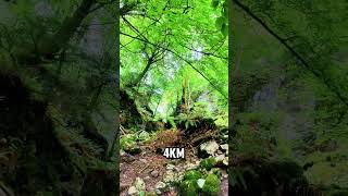 Una ruta de senderismo espectacular en Asturias #montaña #naturaleza #paisaje #bosque #senderistas