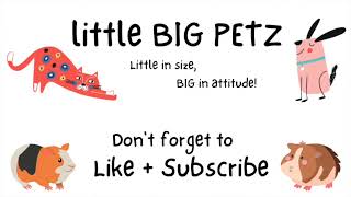 WHY I HAVEN'T POSTED A IN A WHILE | PLANS I HAVE FOR MY PET ACCESSORY BUSINESS | ORGANIZING FABRIC by Little Big Petz 324 views 1 year ago 14 minutes, 18 seconds