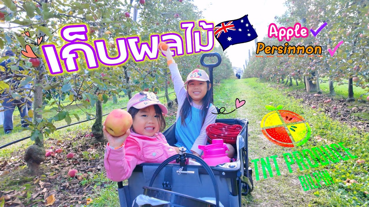 NunuNini | เก็บผลที่ออสเตรเลีย TNT Produce Bilpin พาเด็กๆมาเก็ผลไม้ครั้งแรก #fruitpicking