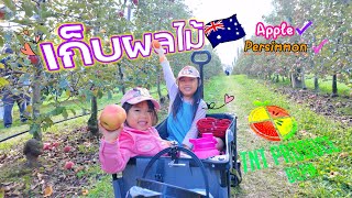 NunuNini | เก็บผลที่ออสเตรเลีย TNT Produce Bilpin พาเด็กๆมาเก็ผลไม้ครั้งแรก #fruitpicking