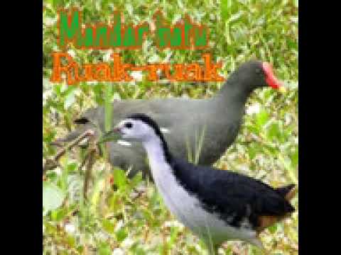 y2mate com   Suara pikat burung Mandar duet Ruak ruak v144P