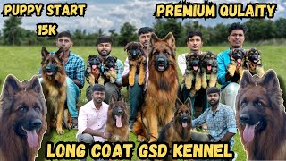 long coat german shepard kennel in coimbatore |puppies for sale | All india delivery |pets life yt