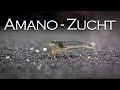 Woher kommen unsere Amano-Garnelen? - Besuch bei Rheingarnelen | Aquado-Zoo Dortmund