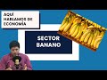 Sobre el Sector del Banano del Ecuador