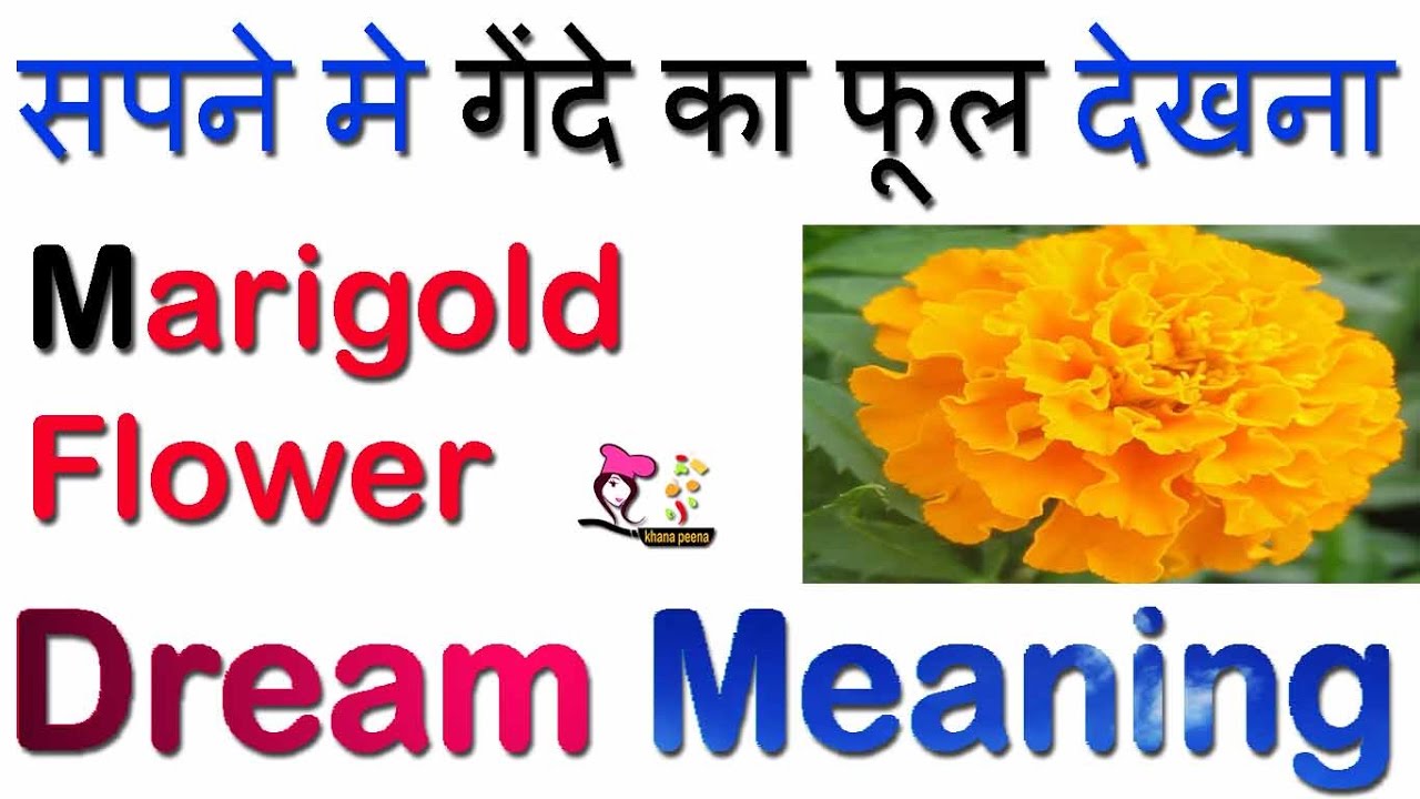 SAPNE ME GENDE KA PHOOL DEKHNA सपने में गेंदे का फूल देखना Marigold
