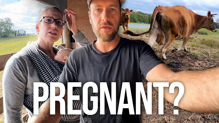 The Quest for Two Pregnant Cows
