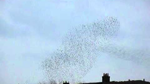 Spreeuwen zwermen vanaf Zeehaenkade boven Hoograven, Utrecht