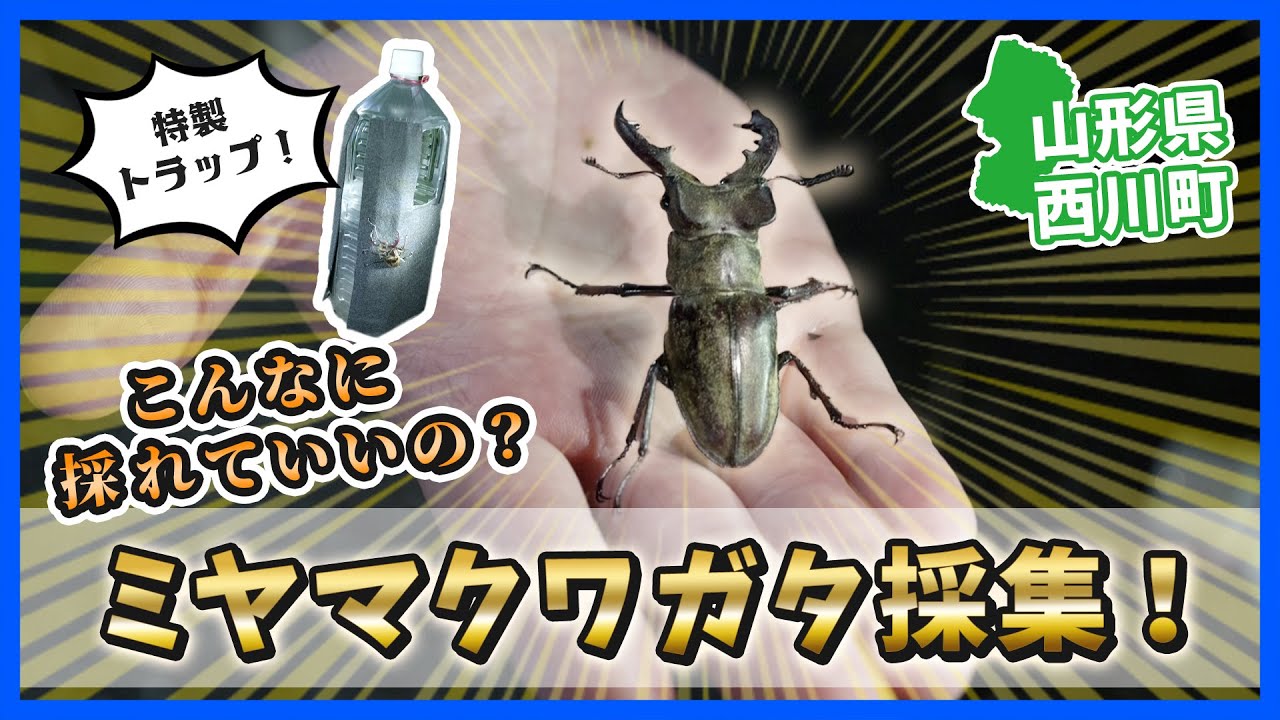 昆虫】憧れのミヤマクワガタを秘密兵器で大量捕獲！？｜山形県西川町