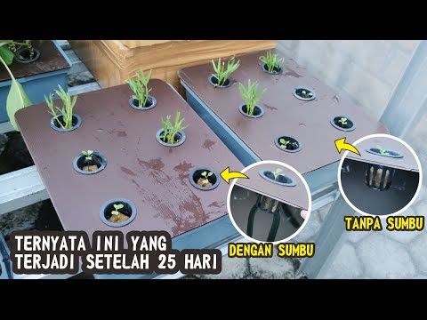 KHUSUS UNTUK YG PENASARAN, Kenapa Hidroponik Sederhana Sering Menggunakan Sumbu Kain Flanel??!