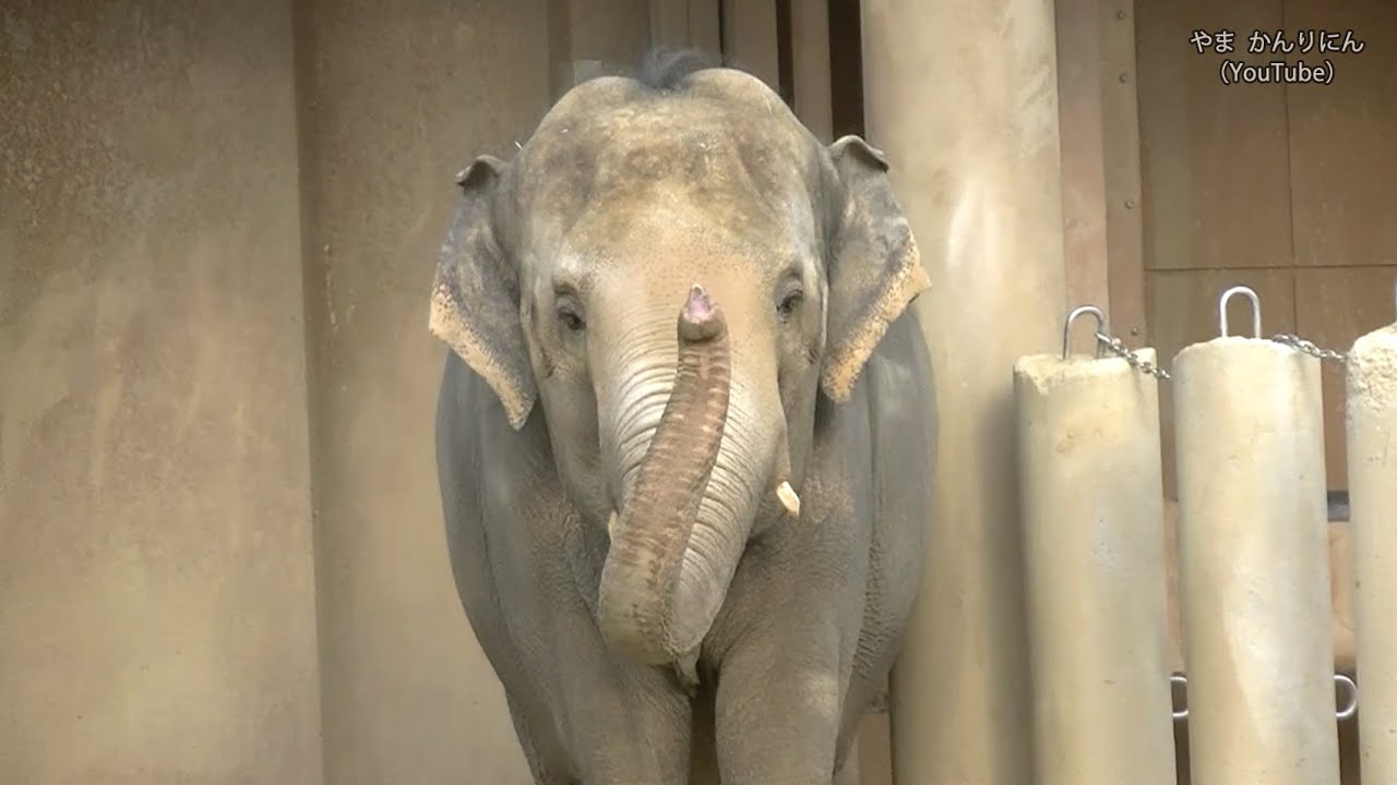 今日は機嫌が悪いゾウ / 東山動物園