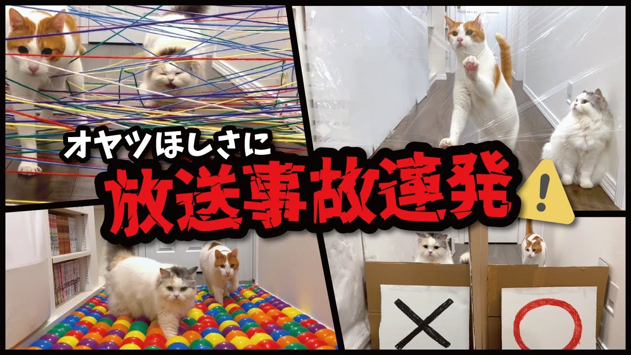God Video] Here are some crazy kitties who cause a series of