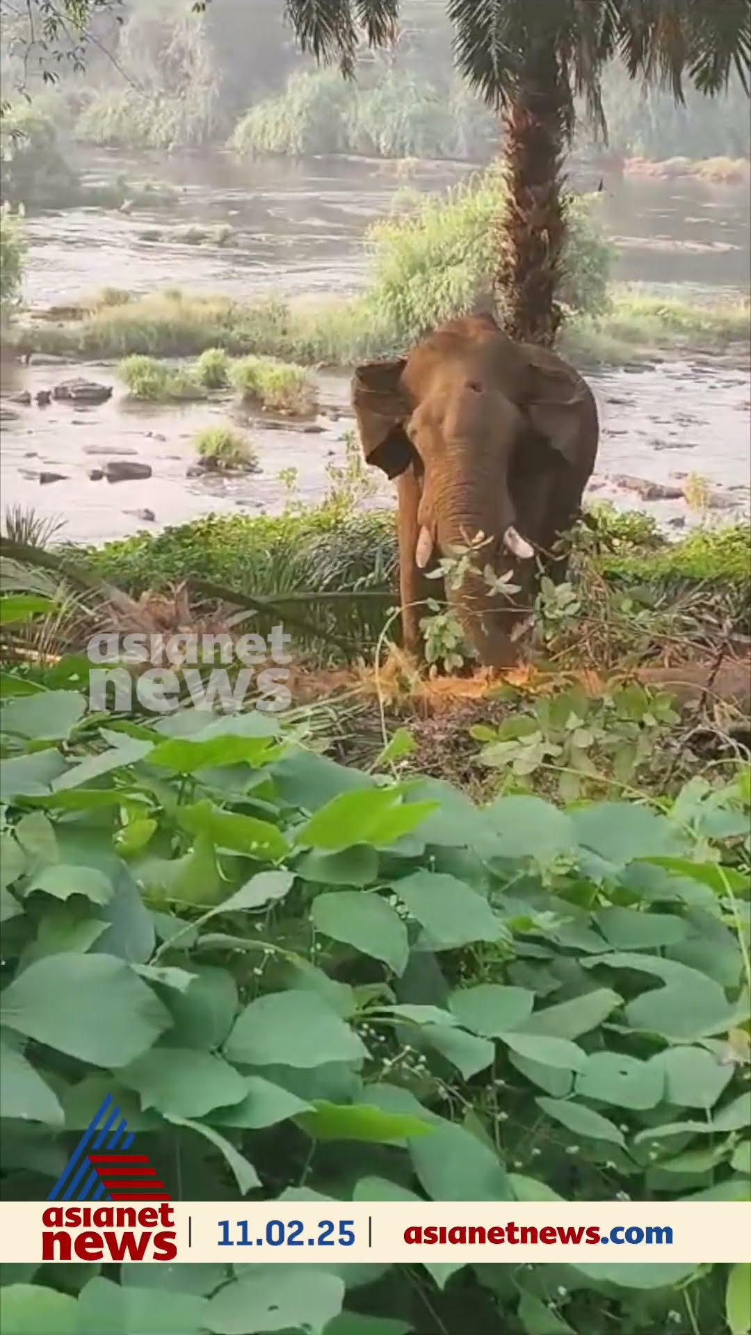 മസ്തകത്തിന് പരിക്കേറ്റ ആന ആതിരപ്പിള്ളി ബ്ലോക്ക് ഒന്നിൽ നിലയുറപ്പിച്ചപ്പോൾ