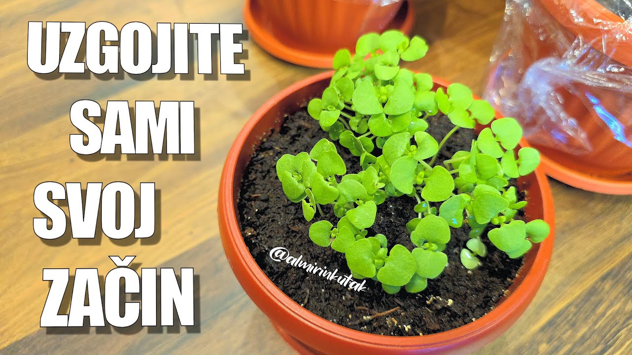 Kako uzgojiti začin i u kućnim uslovima - zdravo i uvijek pri ruci