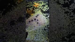 Love Birds #love #nature #calm #pond #aquarium #goldfish #music #relax #fish #art