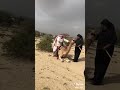 رجل كبيرالحجم يركب علي الجمل لايستطيع الجمل القيام به 