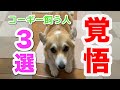 【コーギーはやめておけ！】コーギー犬を飼う前に見る動画　Video to watch before keeping a Corgi dog