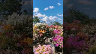 Bougainvillea Flowers #bougainvillea #plants #luckyplants