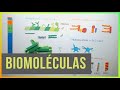 Biomoléculas (Proteínas, Lípidos, Glúcidos y Ác. Nucleicos)