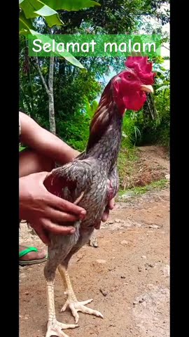udah enak di pegang #sorotan #ayam #saskaraeb
