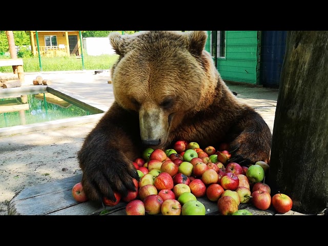 Завтрак медведя Мансура