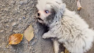 The stray puppy was kicked by sanitation workers,convulsing in pain and whimpering on the ground