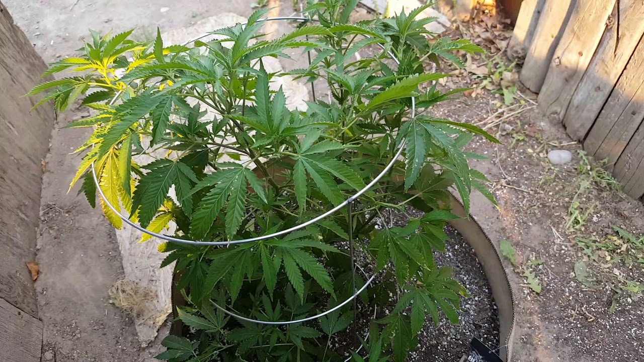 Og kush outdoor 2018