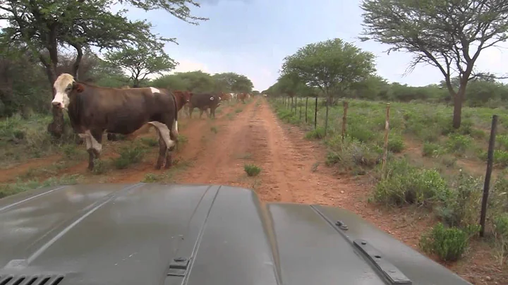 with erwin throught a cow herd | Klaus Richter  Et...