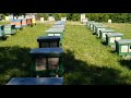 Beekeeping. Пасека, позитив.