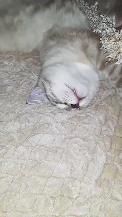 Спит сладенький 😍😍😍 ️ ️ ️ ️ ️ ️ - YouTube