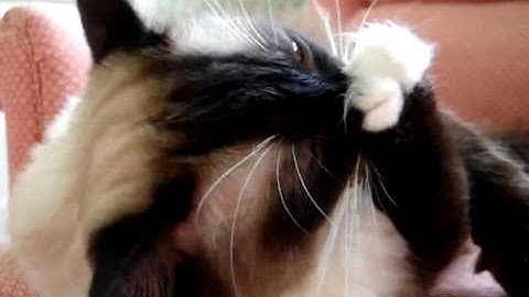 Ragdoll Cat Cleans Himself After His Yeowww! Catnip High! ねこ - ラグドール - Floppycats