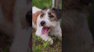 Como hace el perrito... #fypシ #parati #tendencia #viral  #amantesdelosperros #plimplim  #perros