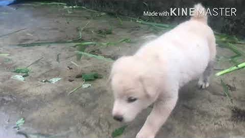 Chó bản địa H’mong cộc,Bắc Hà xù ( tứ đại quốc khuyển việt nam ) 0966663764