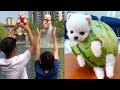 Tik Tok Chó Phốc Sóc Mini - Funny and Cute Pomeranian Videos 😍 #4