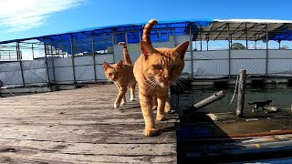 ボート乗り場の野良猫家族を観察する