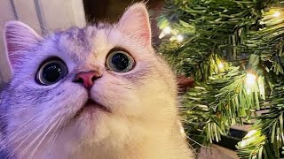 😺 Самые смешные коты в мире! 🐈  😺Funny Cats 2021