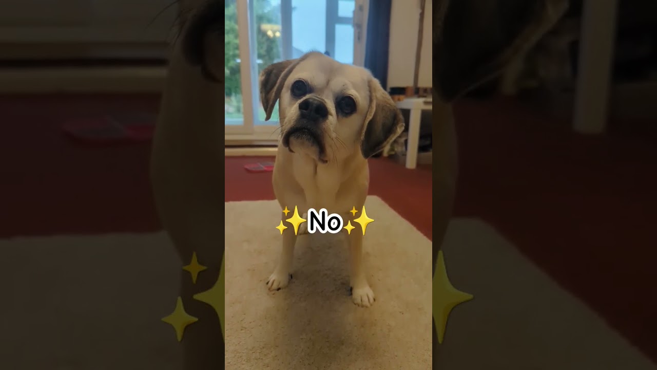 What's between those ears?! 