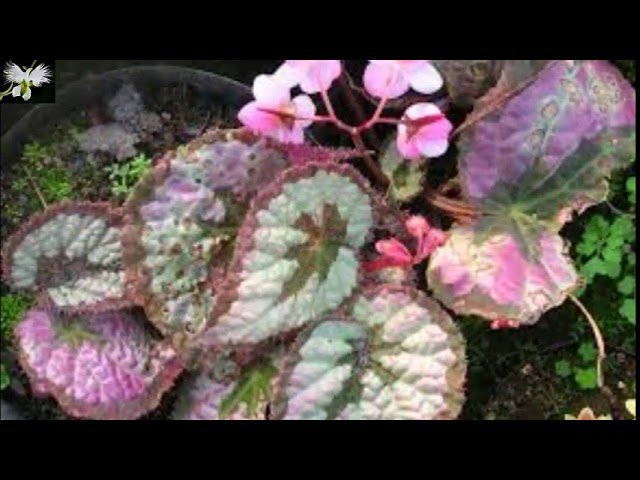 Cuidado y Cultivo de la Begonia rex - Planta de interior, mi diario de  Jardín - YouTube