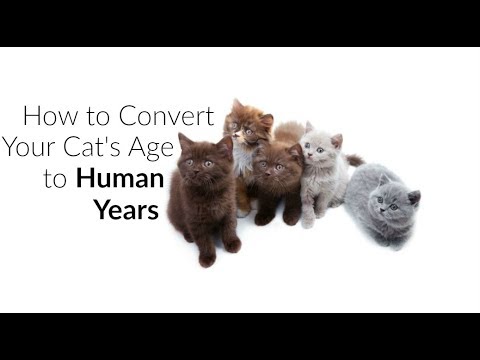 Learn How To Tell Your Cats Age In Human Years Cat Years To Human Years Youtube