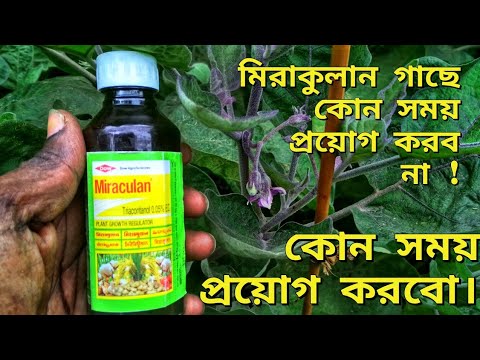 ভিডিও: লিচি গাছের যত্ন: কীভাবে ল্যান্ডস্কেপে লিচি ফল বাড়ানো যায়