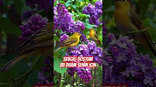 Sevgili Dostum Bu Duam Senin Için