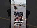 Bitches get stitches - 2 female Rottweilers apparently can't get on in the same house........
