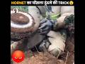 Asian Giant Hornet को क्यों मार दिया जाता है? #shorts