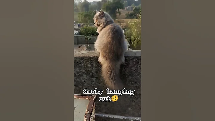 Video 4256161: british longhair persian, british longhair cat kittens, funny british longhair, persian cats kittens kitty, quality persian cat kitten, best quality persian cat