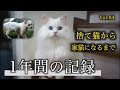 捨て猫だったあの日から1年...シロちゃんが私達に教えてくれたもの。A one-year record of a stray cat becoming a house cat