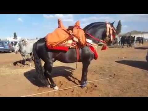 اغلا حصان لتبوريد بالمغرب 2018 camera iphone 8 plus apk