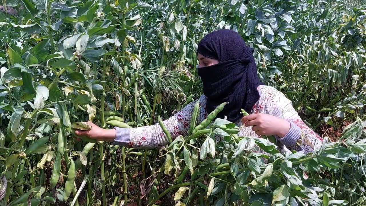 حياة القرية/ زراعة الفول وحصاده وتحضير أطباق لذيذة جدا