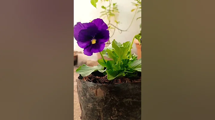 purple Pansy plant - DayDayNews