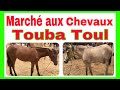 March aux chevaux  touba toul